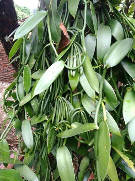 Green Vanilla Bean